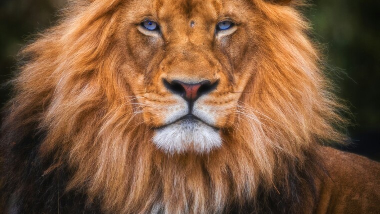 Eye contact with his highness.